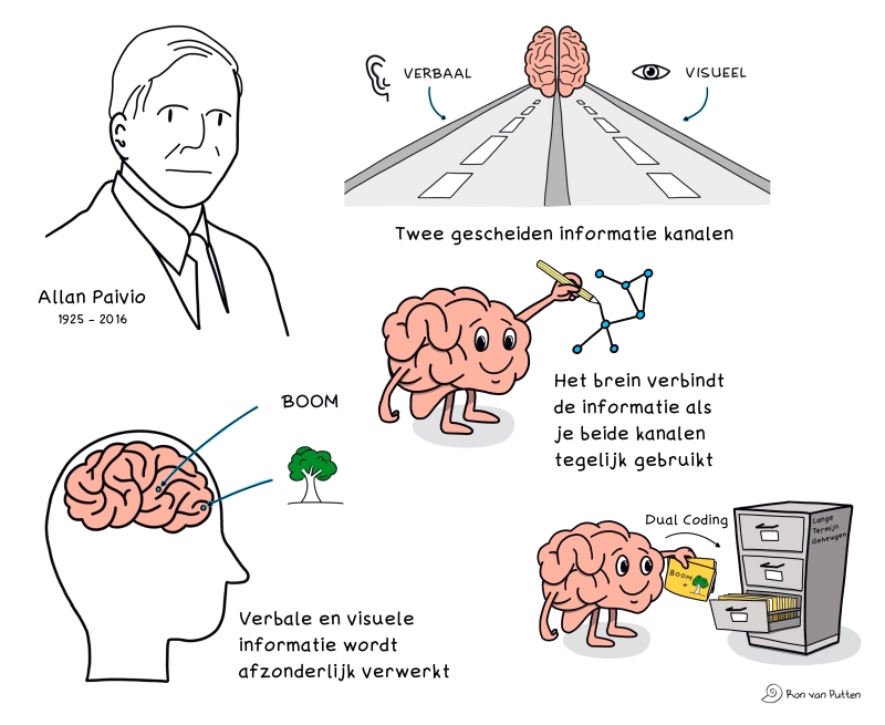 Allan Paivio en de twee informatiekanalen verbaal en visueel, met dual coding in het langetermijngeheugen.