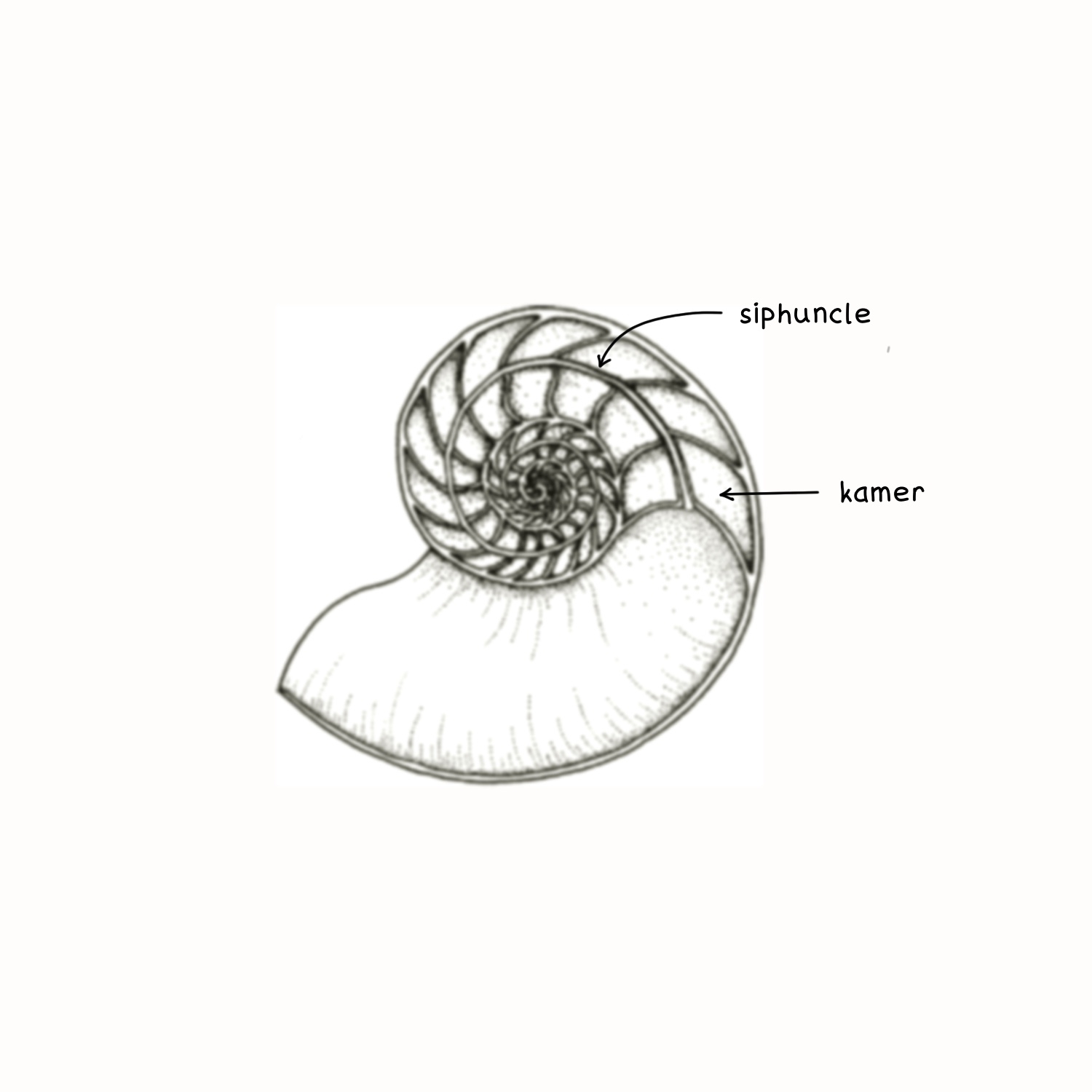Een pentekening van een nautilusschelp in doorsnede, met de siphuncle en een kamer benoemd.