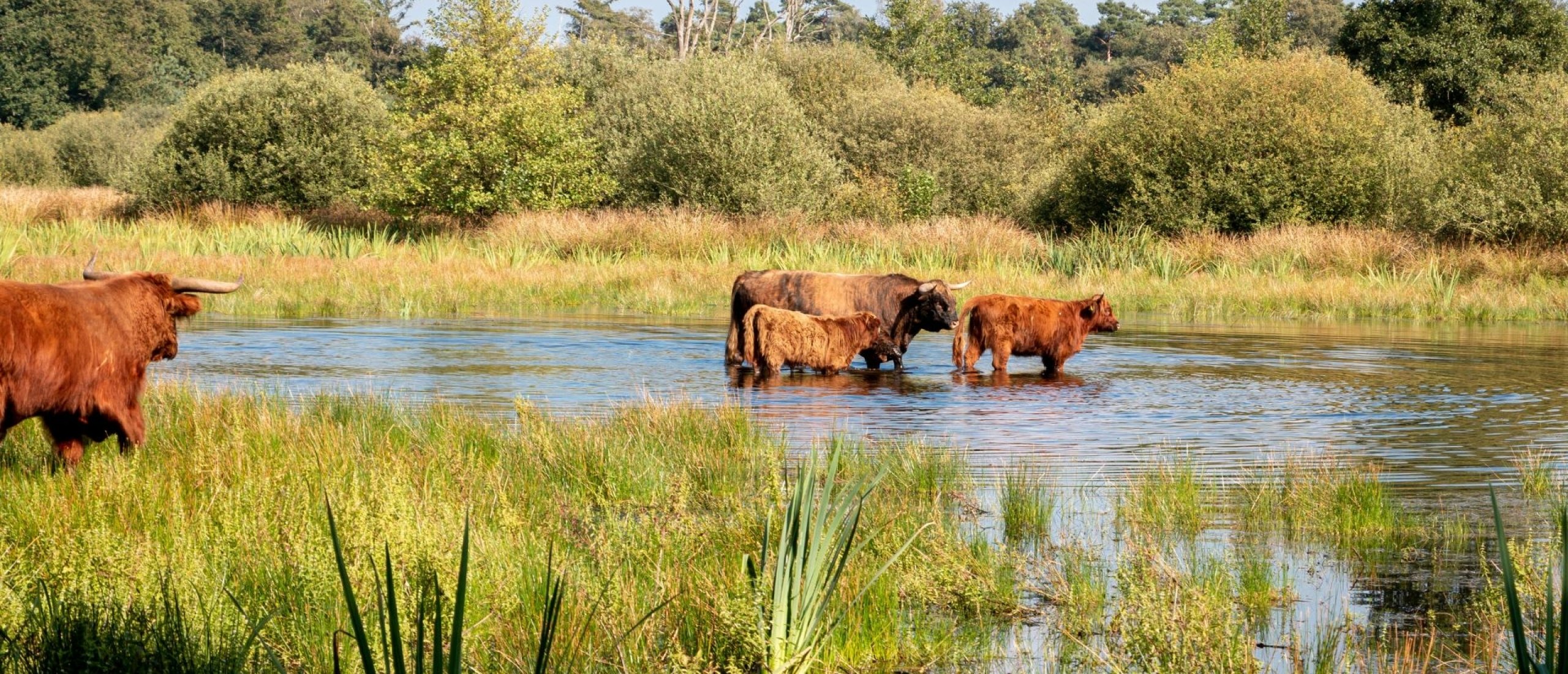 Hoe duurzaam is een carnivoor dieet?