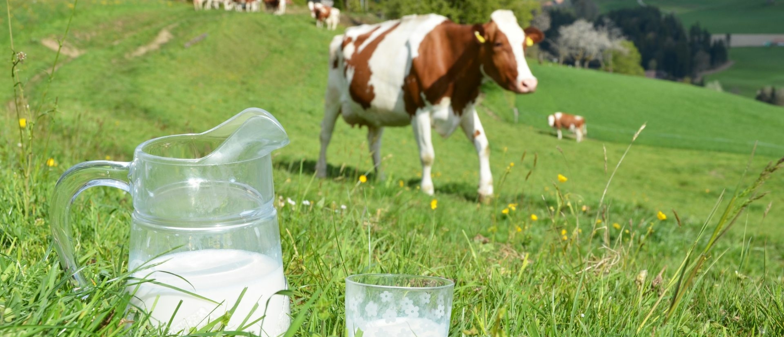 Waarom is rauwe melk gezonder?
