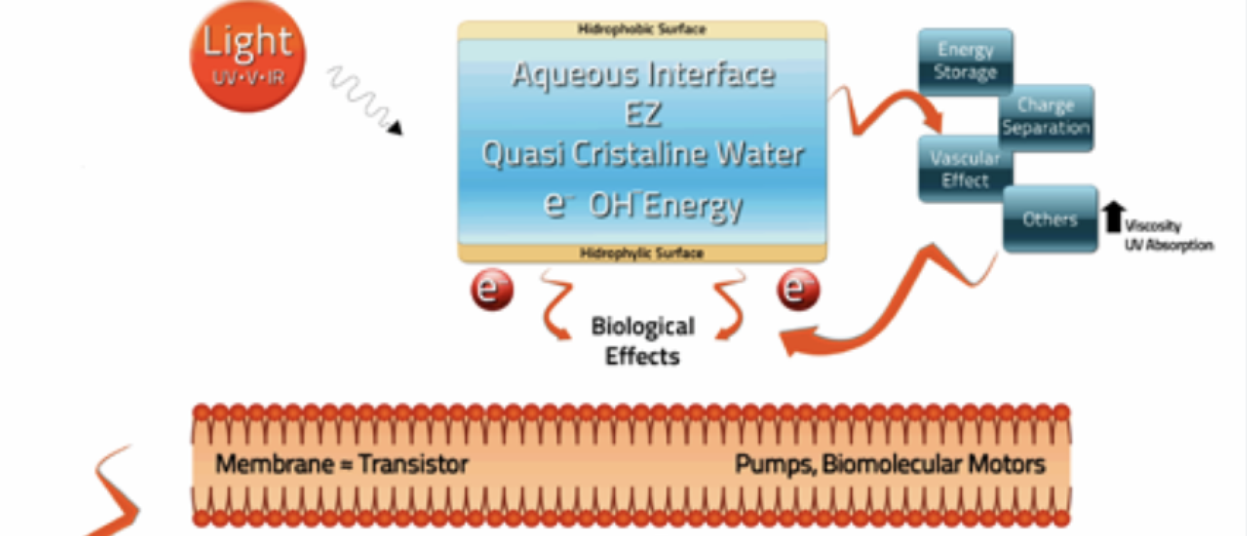 Kettingreactie Infrarood en EZ water
