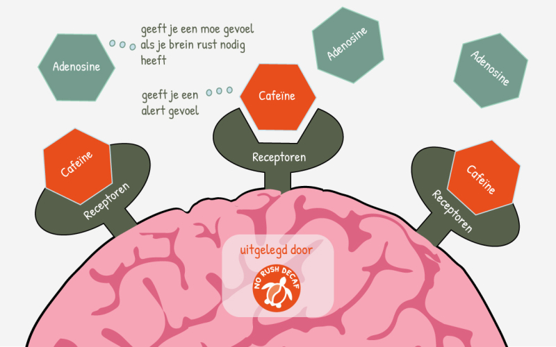 Cafeïne houdt adesonine receptoren bezet