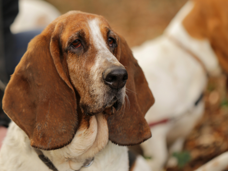 rust&focustraject speuren met je hond Vlaanderen