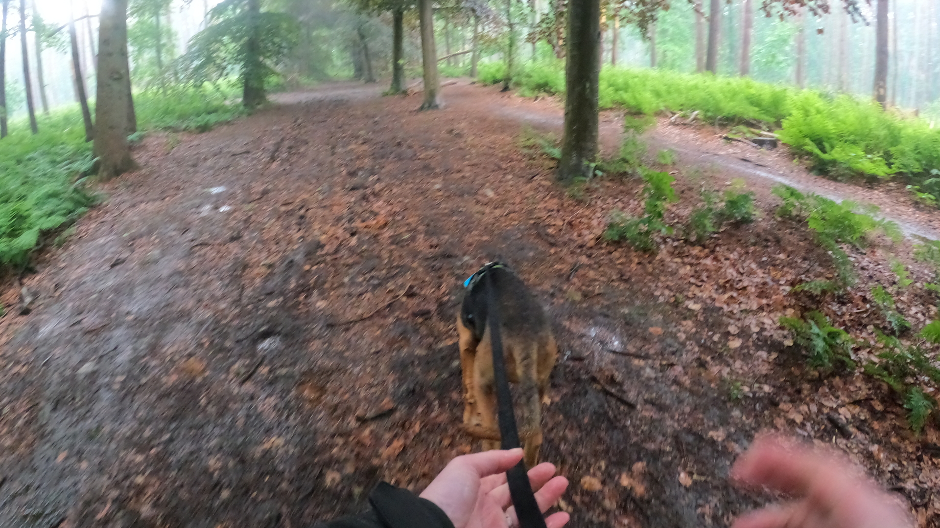 mentale uitdaging hond