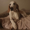 Angstige hond - stressvrije hond