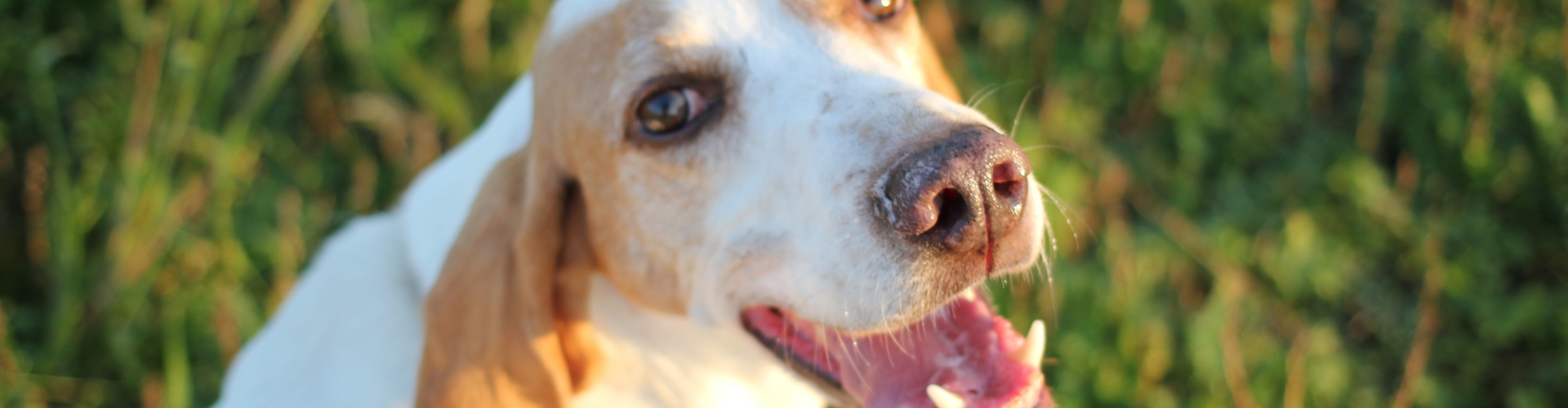 speuren voor angstige hond mantrailing geeft gelukshormoon