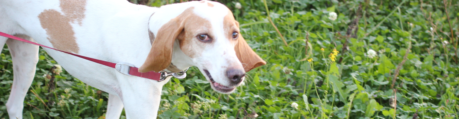 mantrailing voor onzekere hond