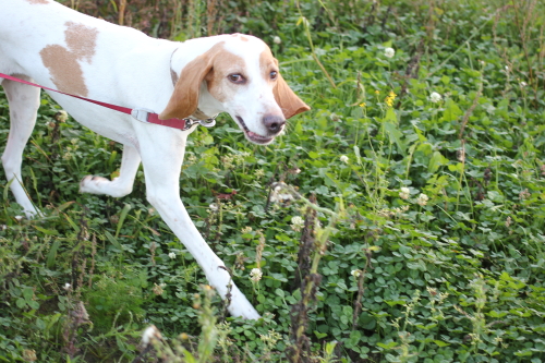 mantrailing voor onzekere hond