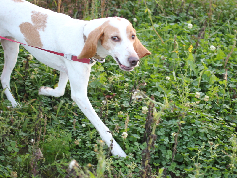 speuren voor angstige hond mantrailing voor onzekere hond