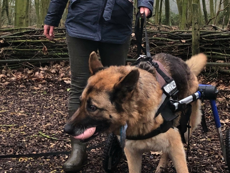 speurennaarrust Angstige hond - stressvrije hond
