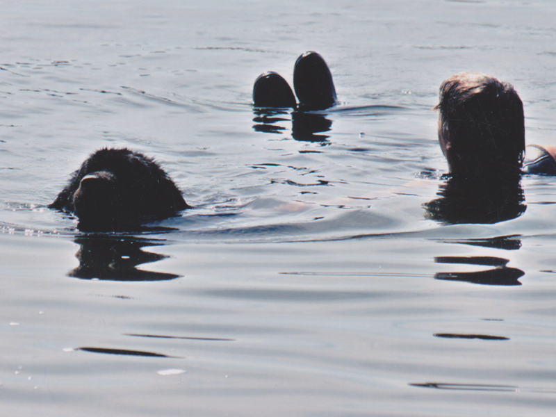 dogtrailing Angstige hond - stressvrije hond