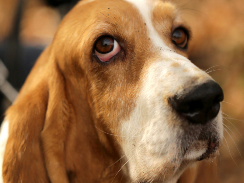 speurennaarrust speuren met je hond Vlaanderen