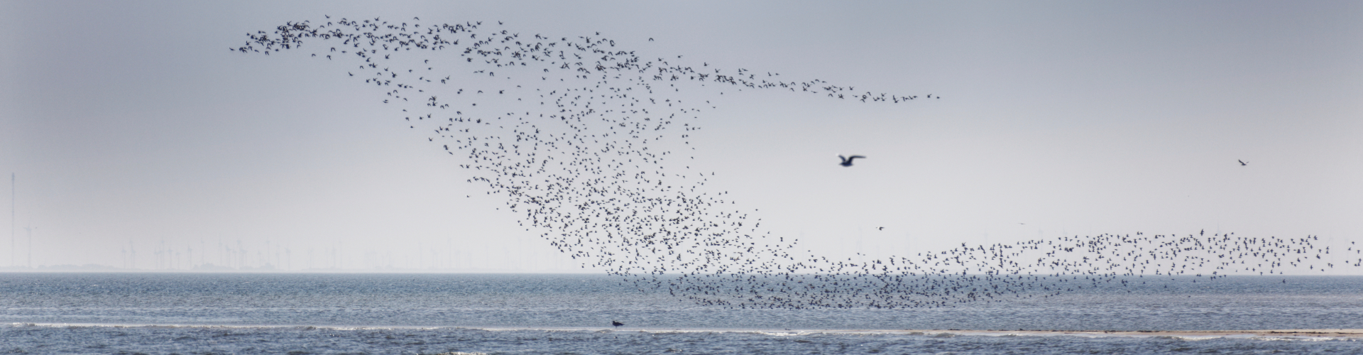 Zwerm vogels