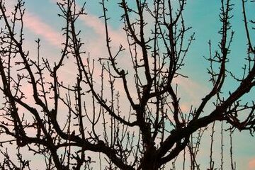 appelboom-in-de-winter-snoeien