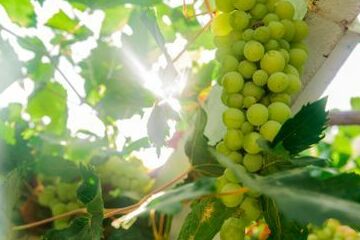 Druiven-tegen-pargola-planten