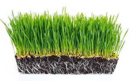 spanning klassiek groot Nieuwe graszoden onderhouden na aanleg? Zo creëer je een groen gazon!