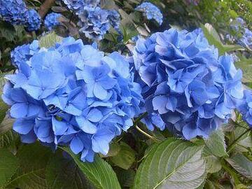 hortensia-blauw-maken