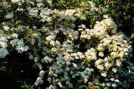 hortensia-seemannii