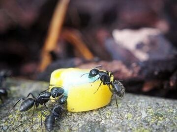 Mieren-bestrijden-met-mierenpoeder