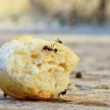 mieren-in-huis-doden