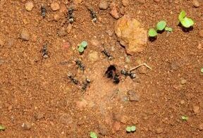 Mierenpoeder-werkt-niet
