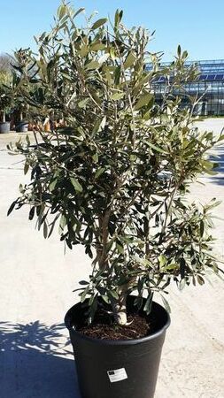 olijfboom-stekken-voor-binnen