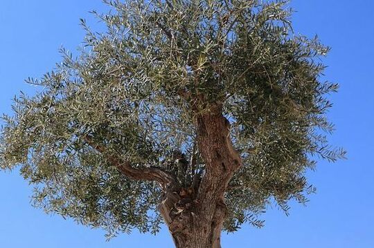 wanneer-olijfboom-knippen