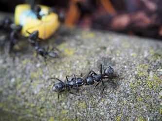 Wat is het beste mierenpoeder? Bekijk deze top 3!