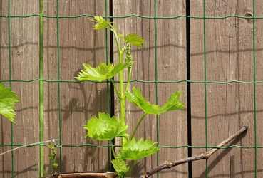 Wil je druiven planten in de tuin? 10 tips!
