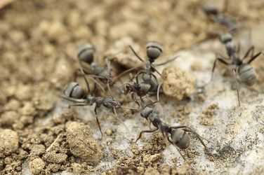 Welke mierenspray kopen? Bekijk de top 3!