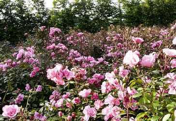 Rozen bemesten? 5 tips voor prachtig bloeiende rozen!