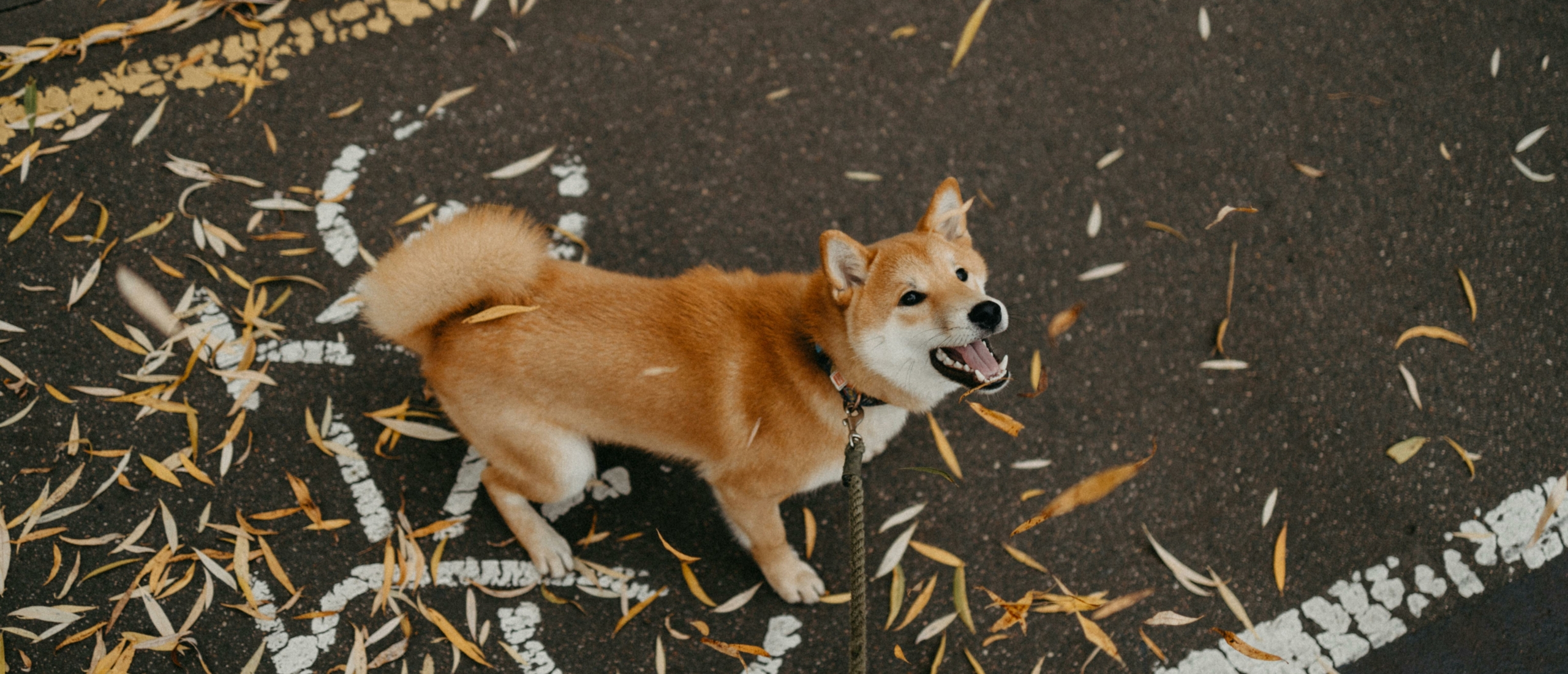 blaffen afleren bij je hond