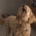 blaffende hond