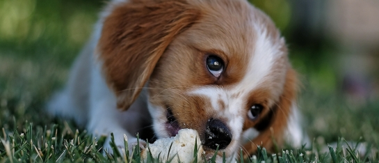 bruin-witte pup