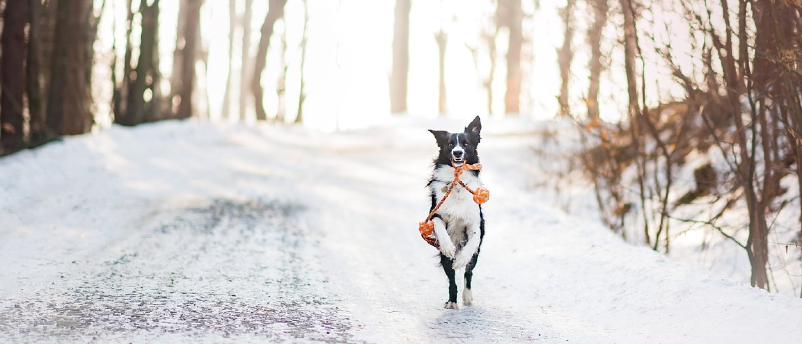 hond zelf keuzes laten maken