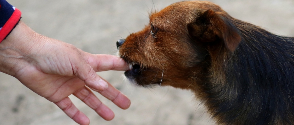Waarom bijten honden?