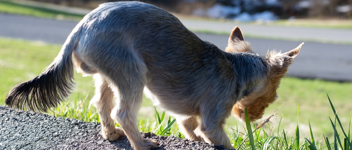 Hond eet poep. Eet jouw hond paardenpoep of poep van