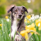 hond in bloemen