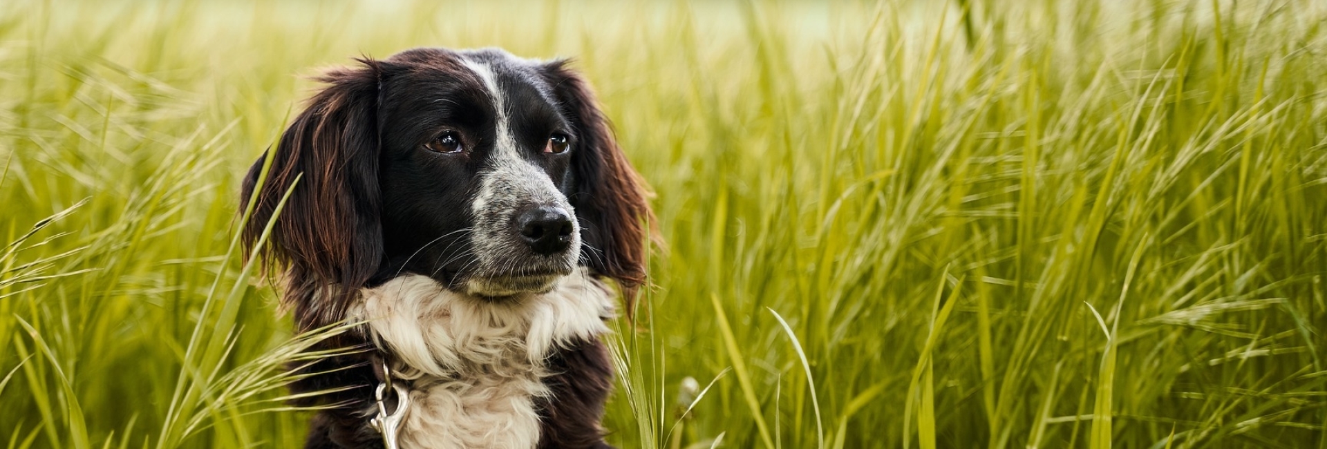 hond in grs