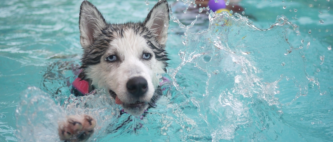 Gooi jij je hond ook regelmatig in het diepe?