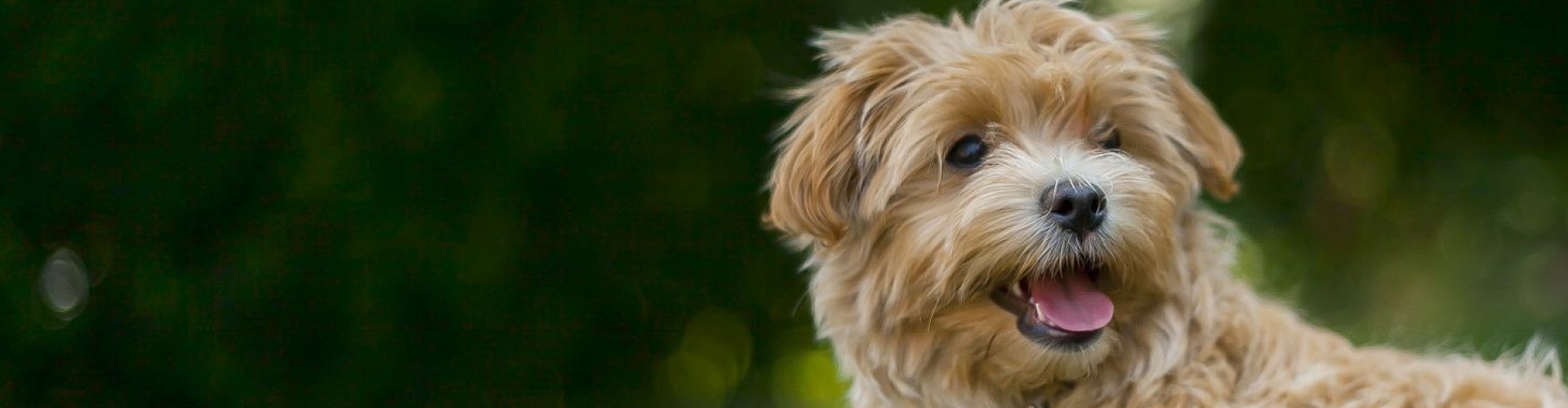 hond kiezen