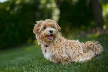 hond kiezen