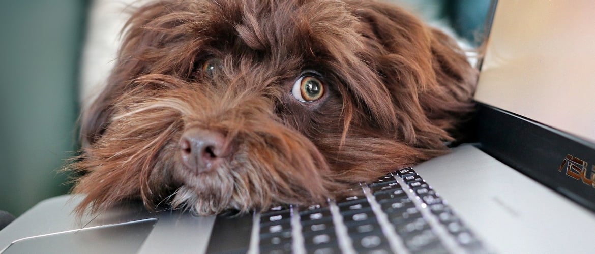 Is online begeleiding iets voor jou en jouw hond?