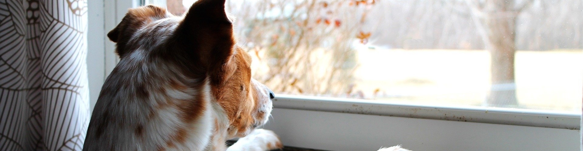hond voor het raam