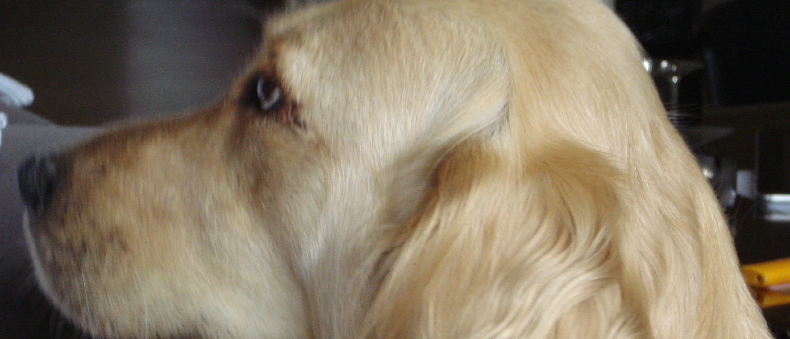 Het verhaal van Imme: een hond met een ondergrond-fobie