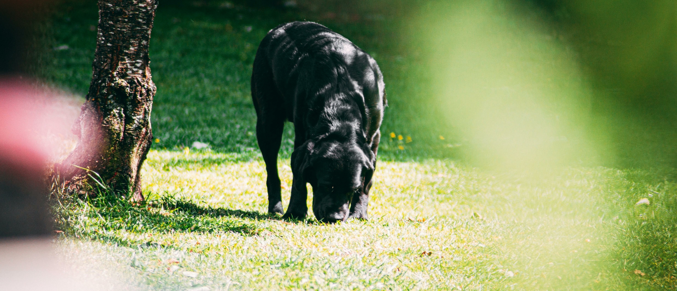 snuffelen is goed voor je hond