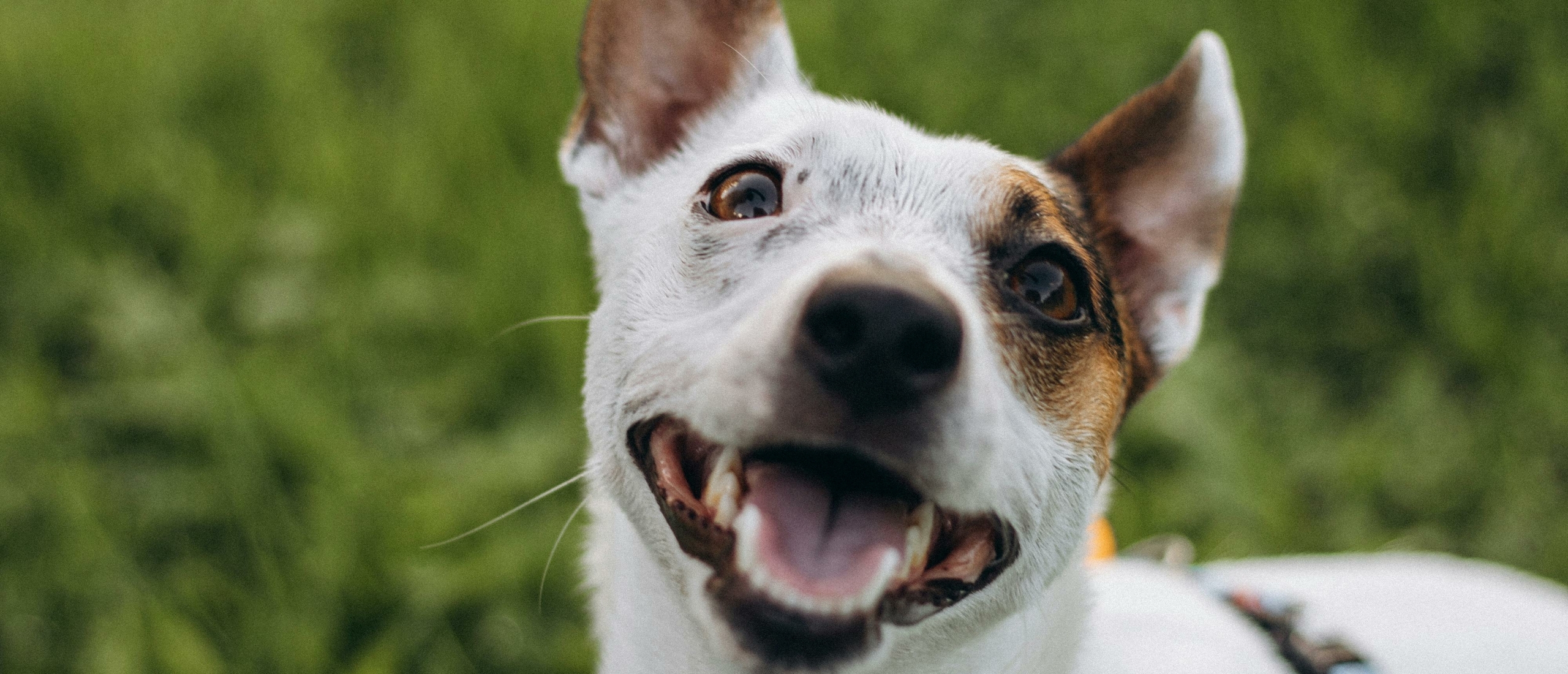 je hond straffen helpt niet