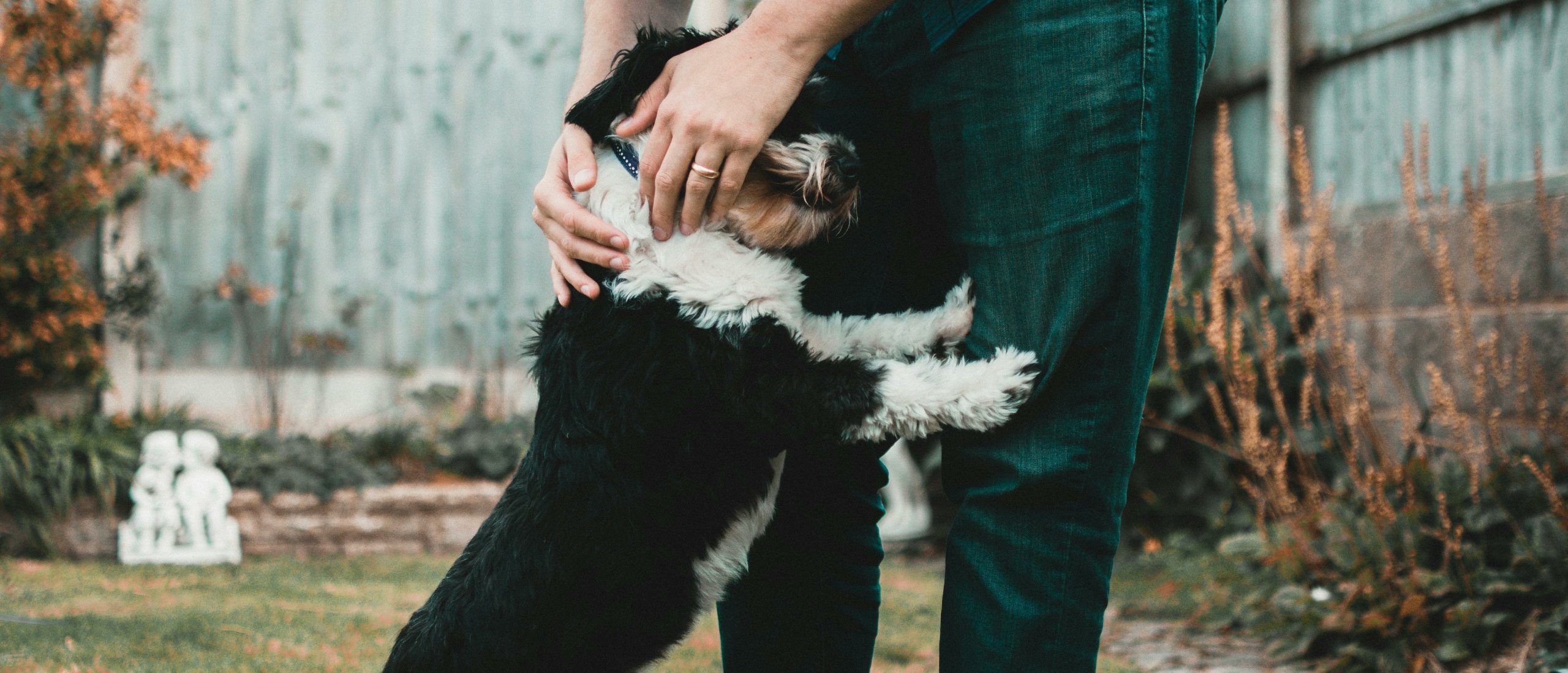 hoe krijg je je hond rustiger bij bezoek