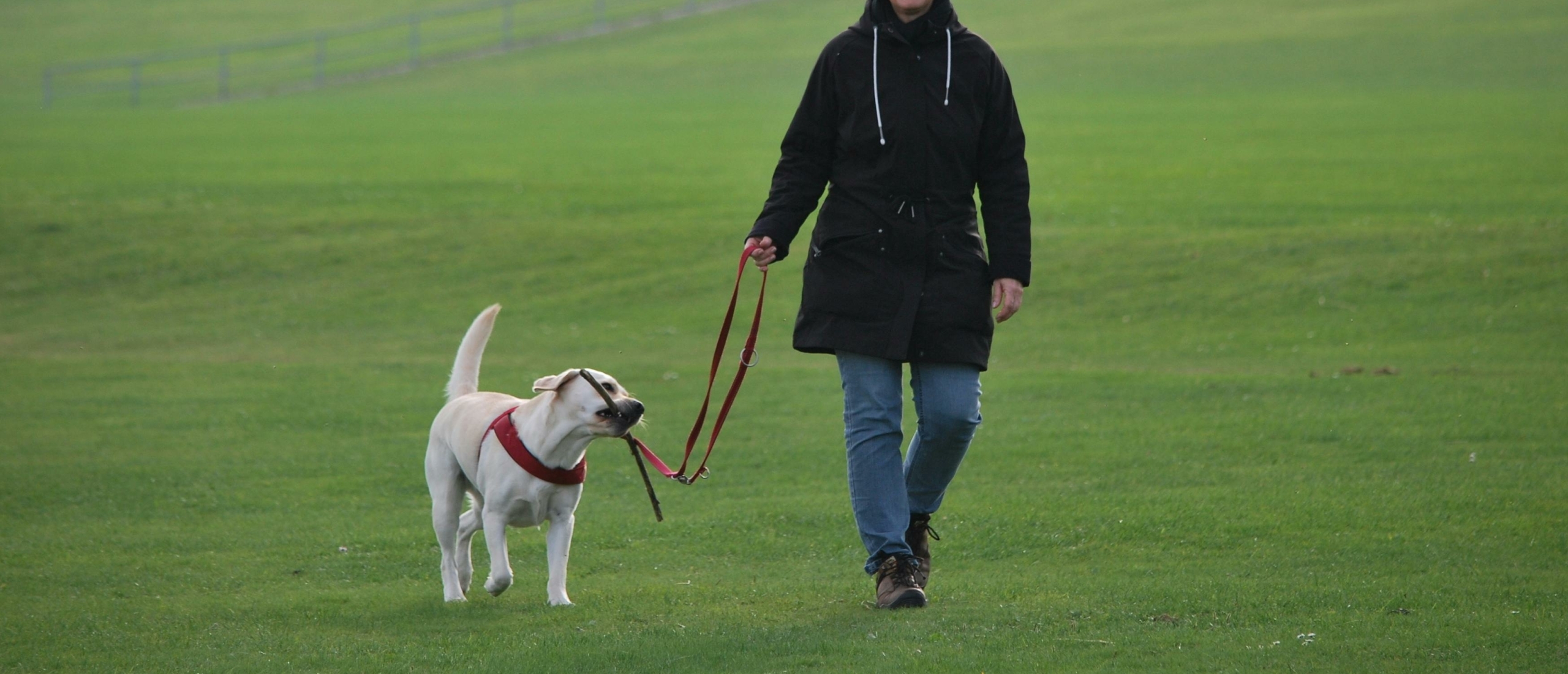 hond bijt in riem