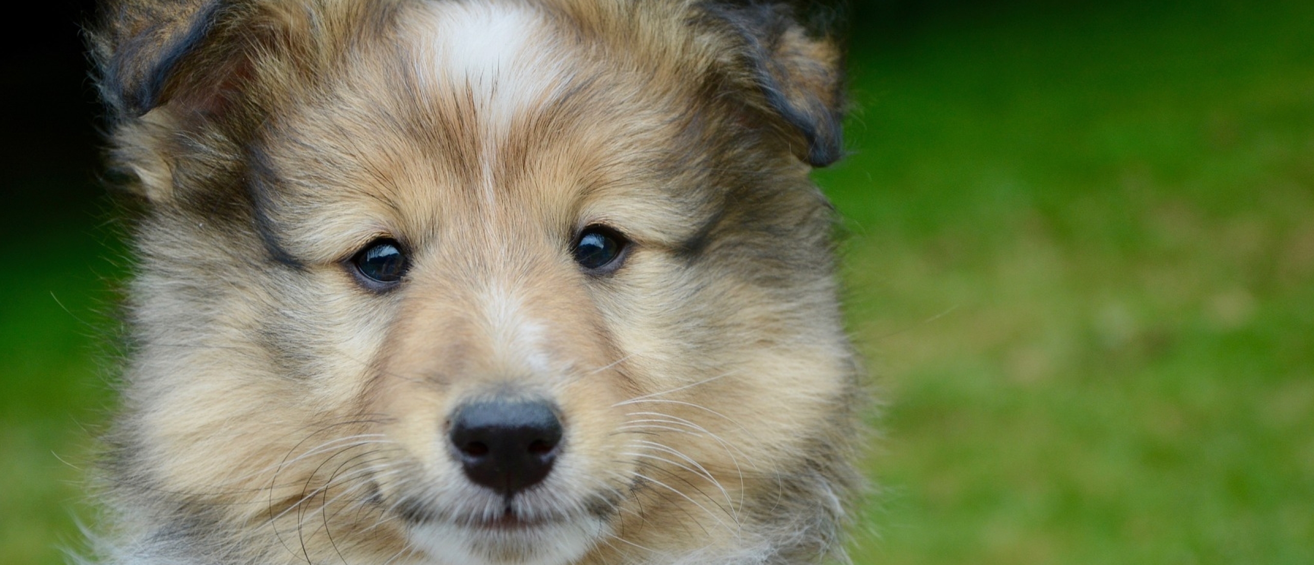 puberteit bij honden